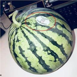 阜宁网红吃瓜,揭秘当地美食背后的故事