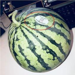 网红的吃瓜视频,娱乐圈幕后真相大曝光